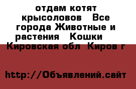 отдам котят крысоловов - Все города Животные и растения » Кошки   . Кировская обл.,Киров г.